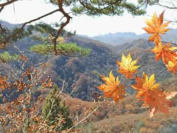 新澳門六開彩開獎結(jié)果2020年回顧與解析，澳門六開彩開獎結(jié)果回顧與解析，聚焦2020年數(shù)據(jù)
