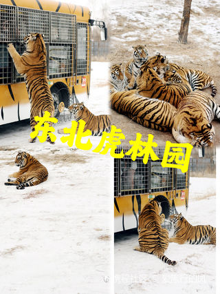 長(zhǎng)春東北虎園門票價(jià)格詳解，長(zhǎng)春東北虎園門票價(jià)格全解析