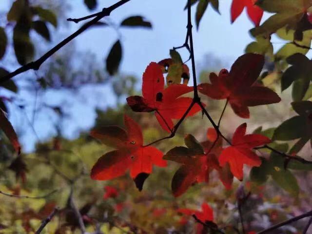 廈門旅游攻略，探索美麗景點(diǎn)的絕佳之地，廈門旅行指南，探索絕美景點(diǎn)的絕佳之地