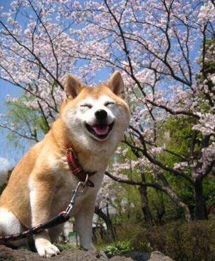 澳門一碼一肖一待一中四不像——揭開神秘面紗下的真相，澳門神秘事件揭秘，一碼一肖一待一中四不像真相探索