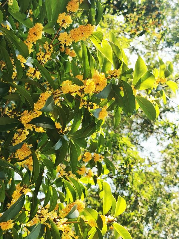 上海植物園圖片，探索自然之美的視覺盛宴，上海植物園，自然之美的視覺盛宴探索