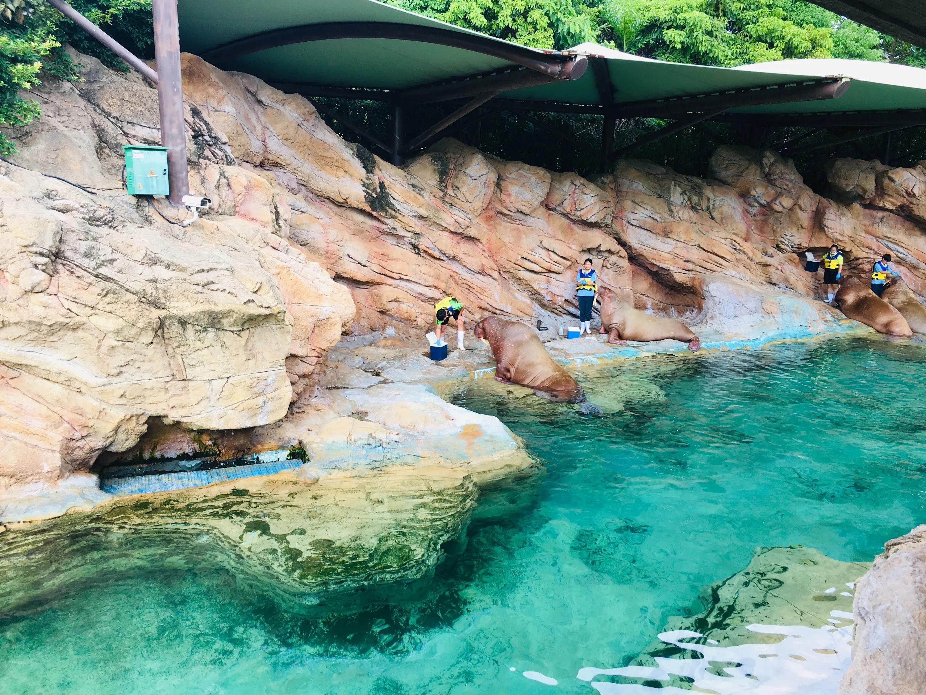 珠海長隆海洋王國游玩攻略，探索海洋樂趣，體驗(yàn)非凡刺激！，珠海長隆海洋王國游玩攻略，探索海洋魅力，盡享非凡樂趣與刺激體驗(yàn)！