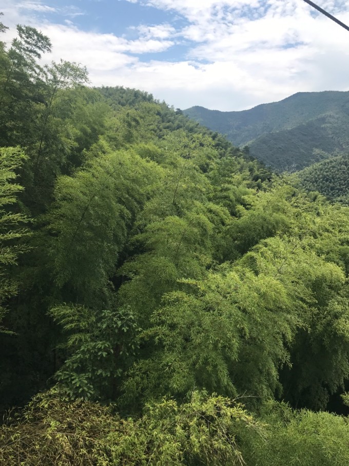 天目湖南山竹海的魅力與SEO優(yōu)化攻略，天目湖南山竹海魅力與SEO優(yōu)化攻略解析