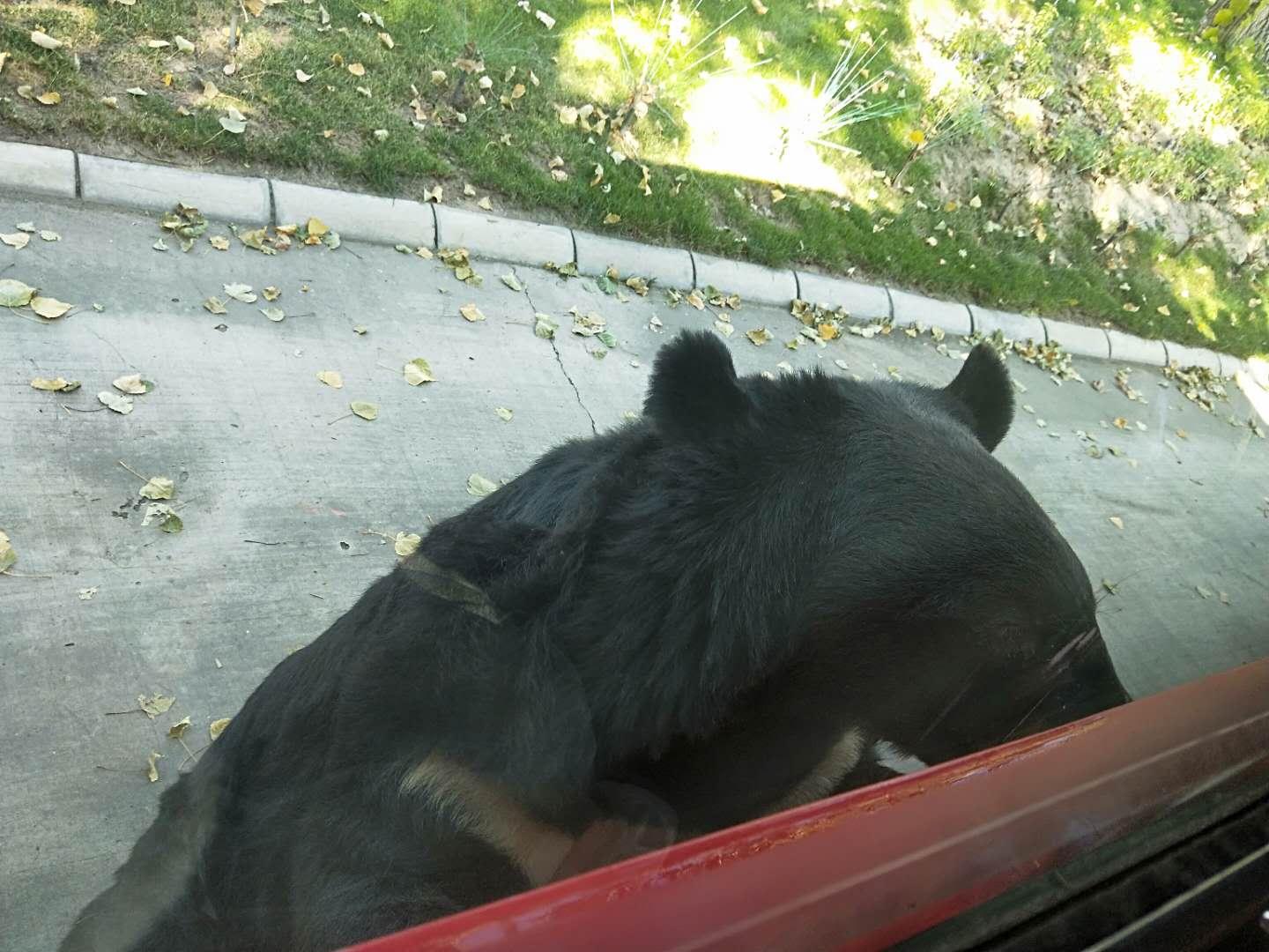 大興野生動(dòng)物園門票優(yōu)惠政策詳解，大興野生動(dòng)物園門票優(yōu)惠政策全面解析