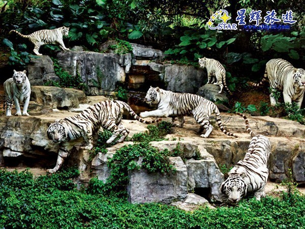 香江動物園門票價格詳解，香江動物園門票價格全面解析