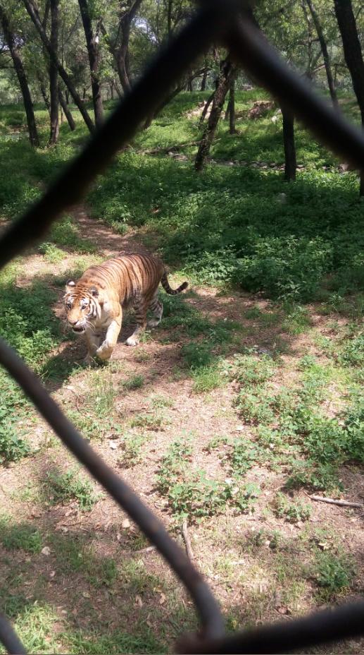 北京野生動(dòng)物園圖片——探索野生動(dòng)物的魅力世界，北京野生動(dòng)物園圖片，探尋野生動(dòng)物的魅力之旅