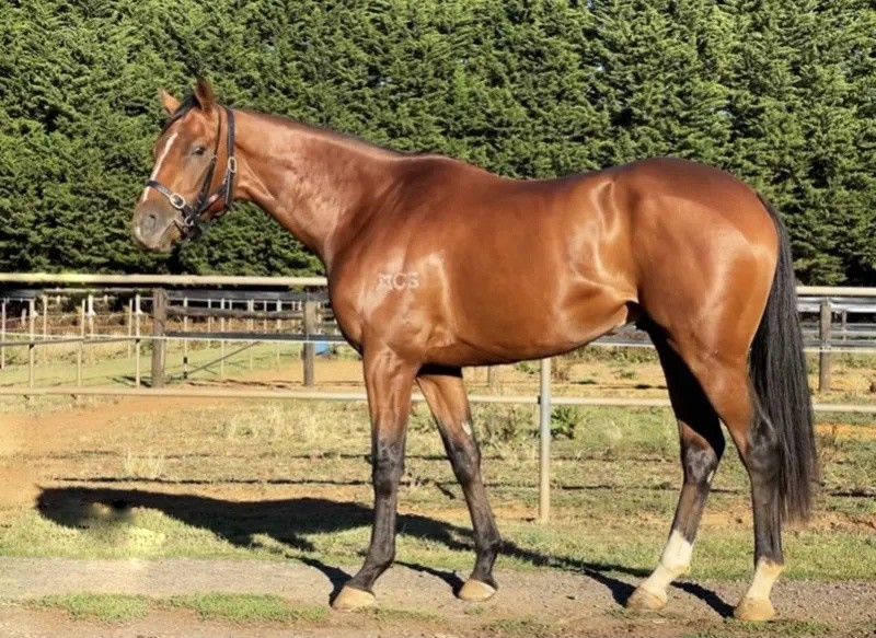 澳門今晚開特馬四不像圖——深度解析與探索，澳門特馬四不像圖深度探索與解析之夜