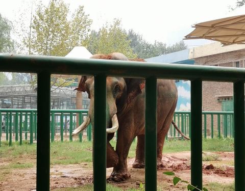 鄭州動物園門票價格詳解，多少錢一個人？，鄭州動物園門票價格全解析，一人需要多少錢？