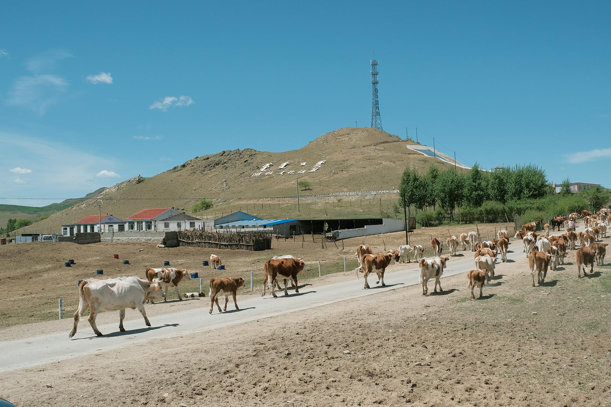 科爾沁草原，自然之美與人文之韻的交融勝地，科爾沁草原，自然人文交融之美