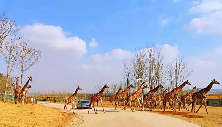 金牛湖野生動物園門票攻略，探索自然，盡享野趣，金牛湖野生動物園門票攻略，探索自然野趣之旅