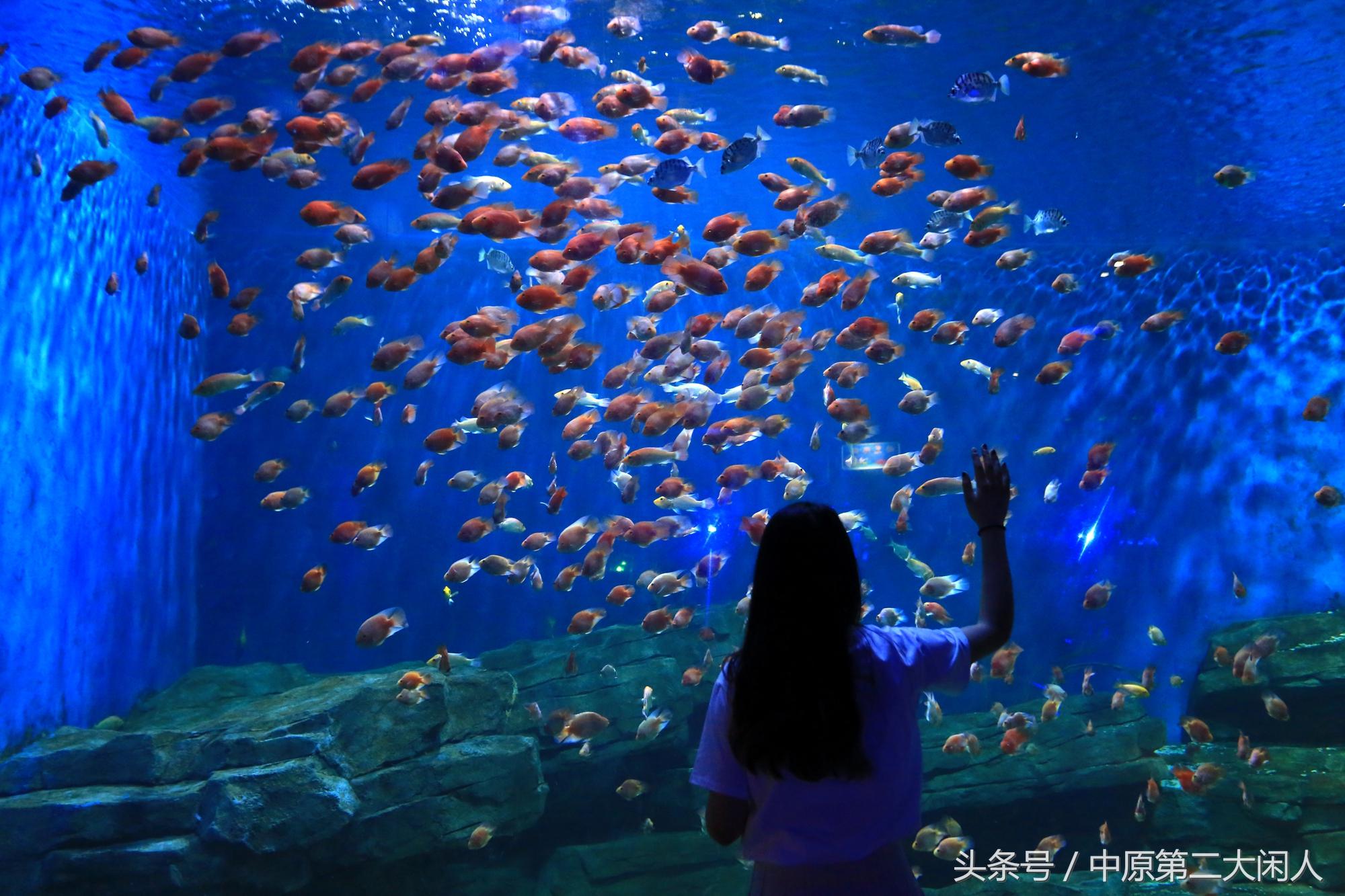 開封海洋館門票價格詳解，開封海洋館門票價格全解析