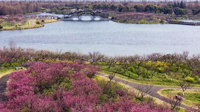 探索上海海灣國(guó)家森林公園 - 官網(wǎng)指南，上海海灣國(guó)家森林公園官網(wǎng)指南，深度探索公園之美