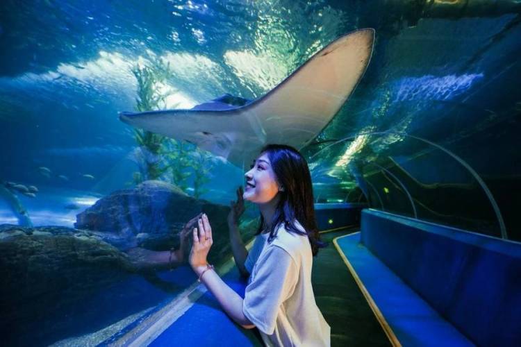 青島海底世界免費(fèi)預(yù)約攻略，探索神秘海底之旅，青島海底世界免費(fèi)預(yù)約攻略，開(kāi)啟神秘海底探險(xiǎn)之旅