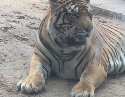 濟南動物園門票價格詳解，多少錢一張？，濟南動物園門票價格全解析，票價究竟多少？